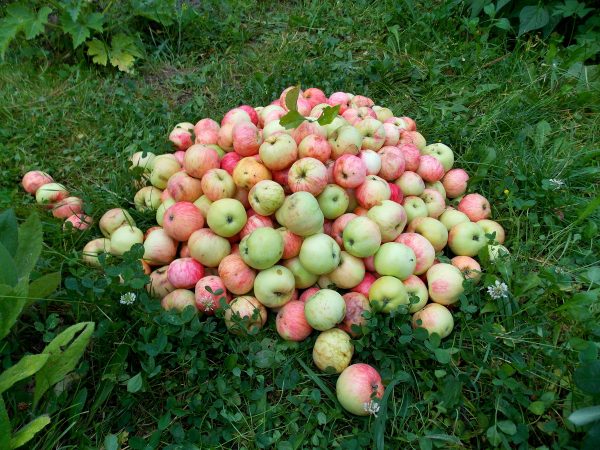 Что сделать вкусного из падалицы яблок и груш дача,сад и огород,урожай