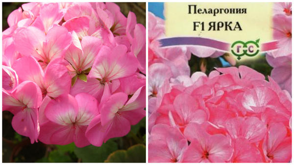 Слева пеларгония зональная в моем объективе, справа пакетик семян, такой или похожий может оказаться в ваших руках, фото сайта 1semena.ru