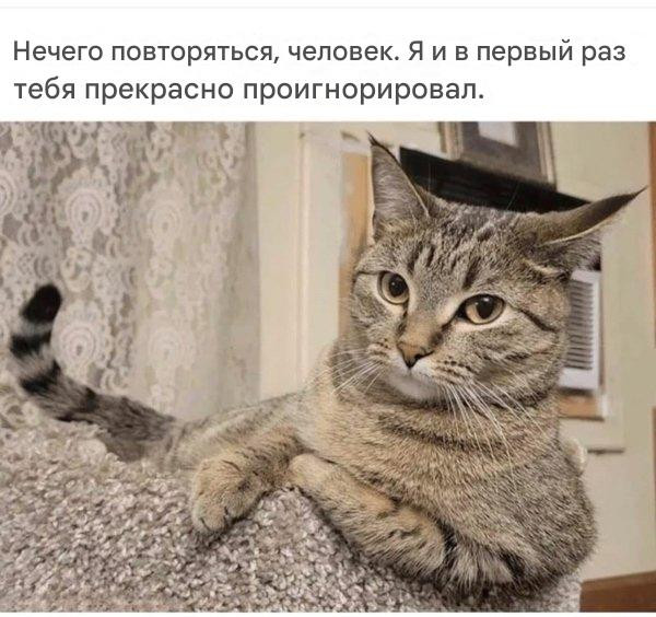 Котомемы для настроения 