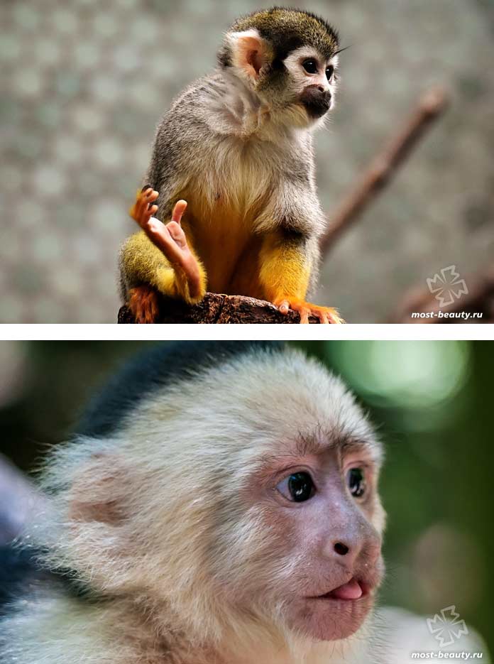 Самые красивые виды обезьян: Капуцины. СС0