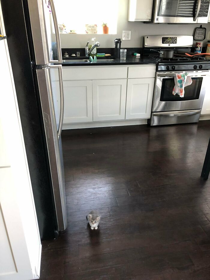 20 крошечных котят, про которых ласково говорят «ладошечные» 20 крошечных котят, про которых ласково говорят «ладошечные»