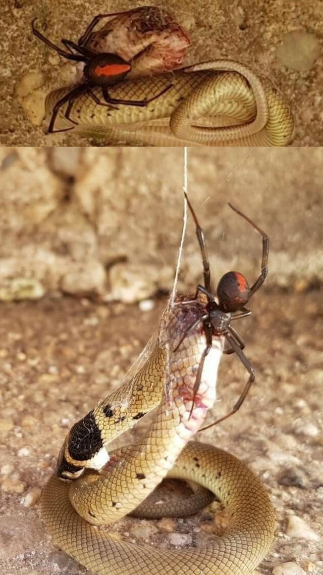 Когда природа страшнее, чем фильмы ужасов! природа