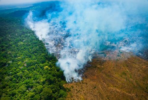 Проблема исчезновения тропических. Уничтожение лесов на планете и его последствия 10