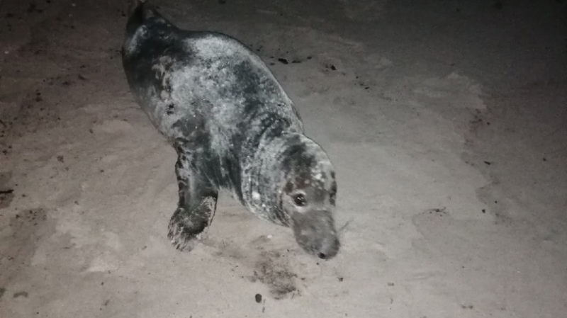 Калининградцы пытаются спасти тюленя с больной лапой 