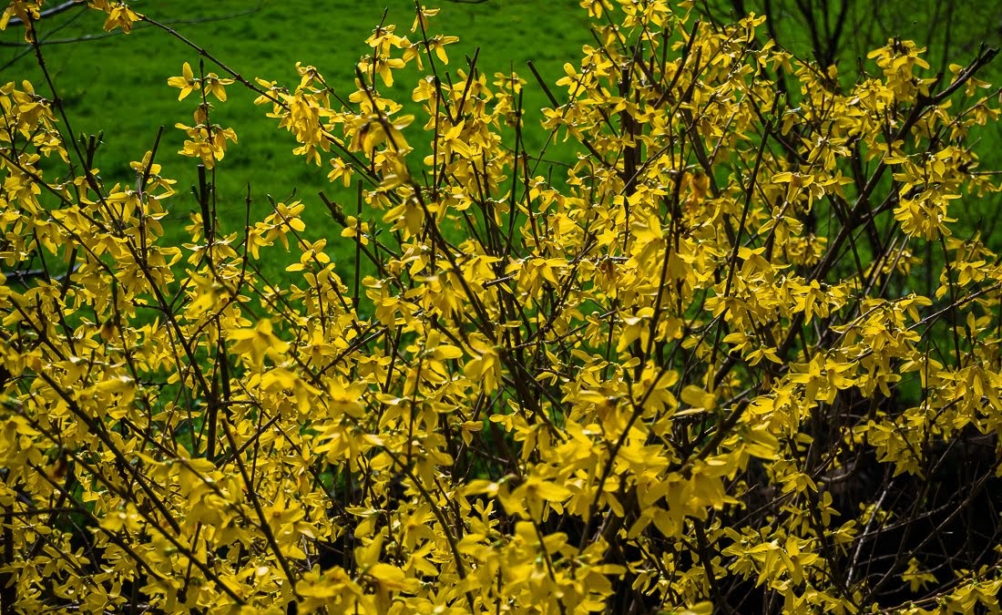 Очередные 10 000 шагов к здоровью Очередные 10 000 шагов к здоровью коронавирус,медицина,общество,яостаюсьдома