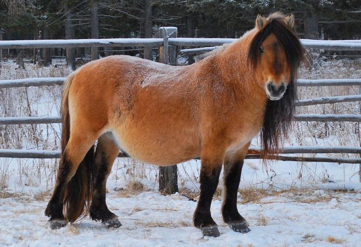 4. Якутская лошадь. животные, необычные животные, природа
