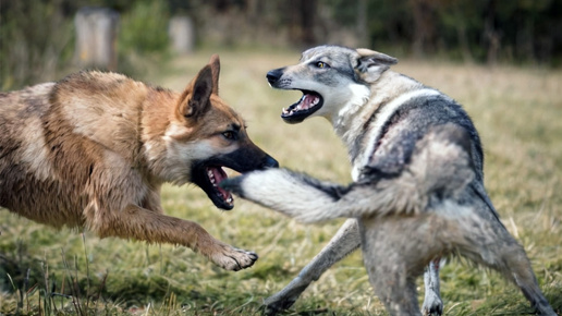 Безымянный пастушок