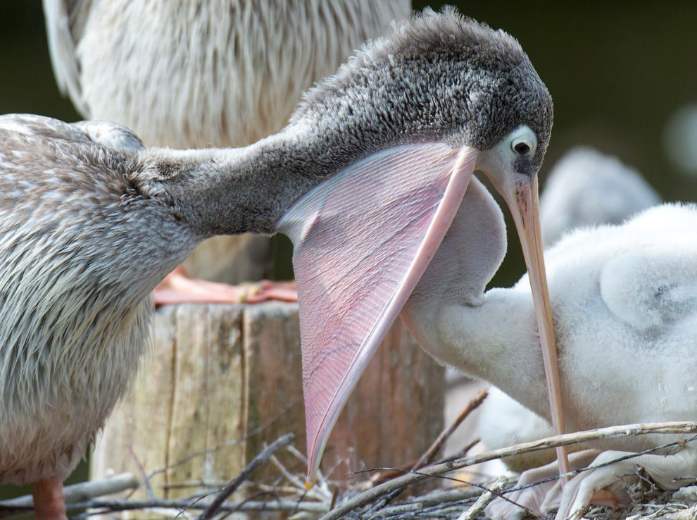Пеликан кормит своих детенышей