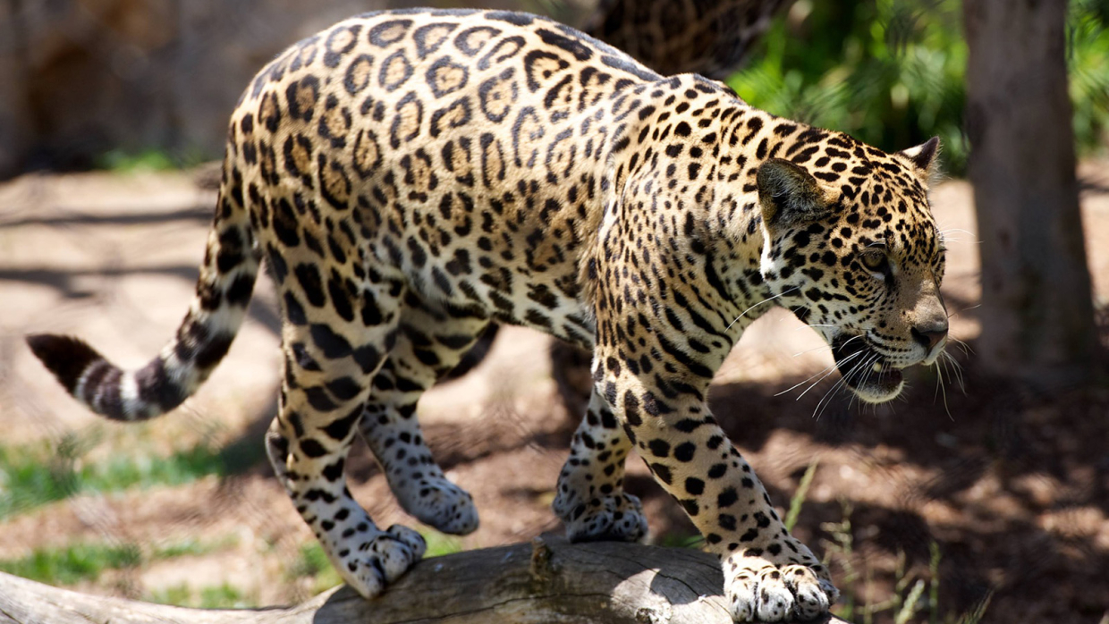 На Кавказе решили возродить истребленного в регионе переднеазиатского леопарда
