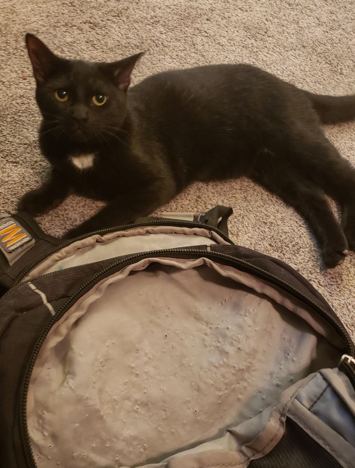 19 мохнатых прохвостов, которые и дня не могут прожить, чтобы не напакостить 