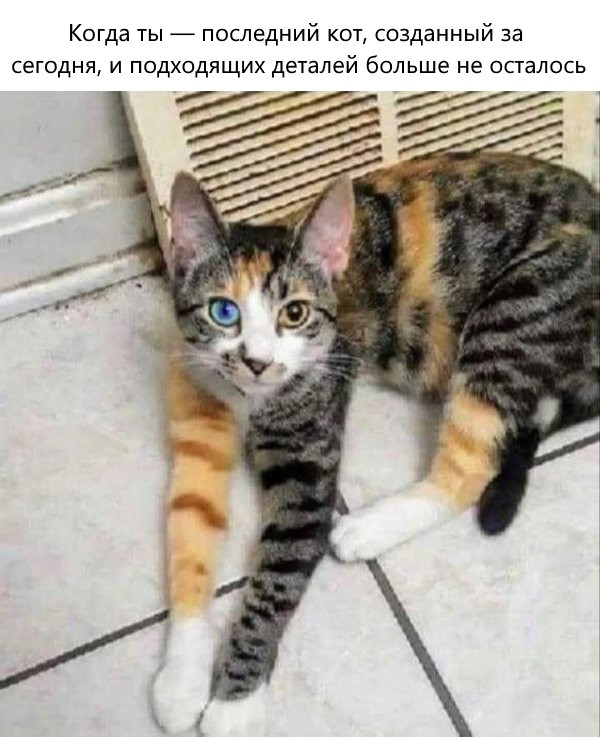 Котомемы для настроения 