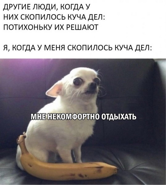 Животный юмор в картинках Животный юмор в картинках