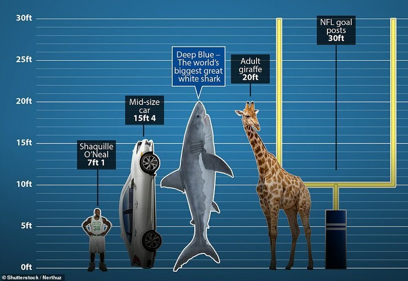 Размеры для сравнения - Шакил О'Нил, автомобиль, Deep Blue, самый высокий жираф и ворота в американском футболе. Великая Белая Акула, акула, наука