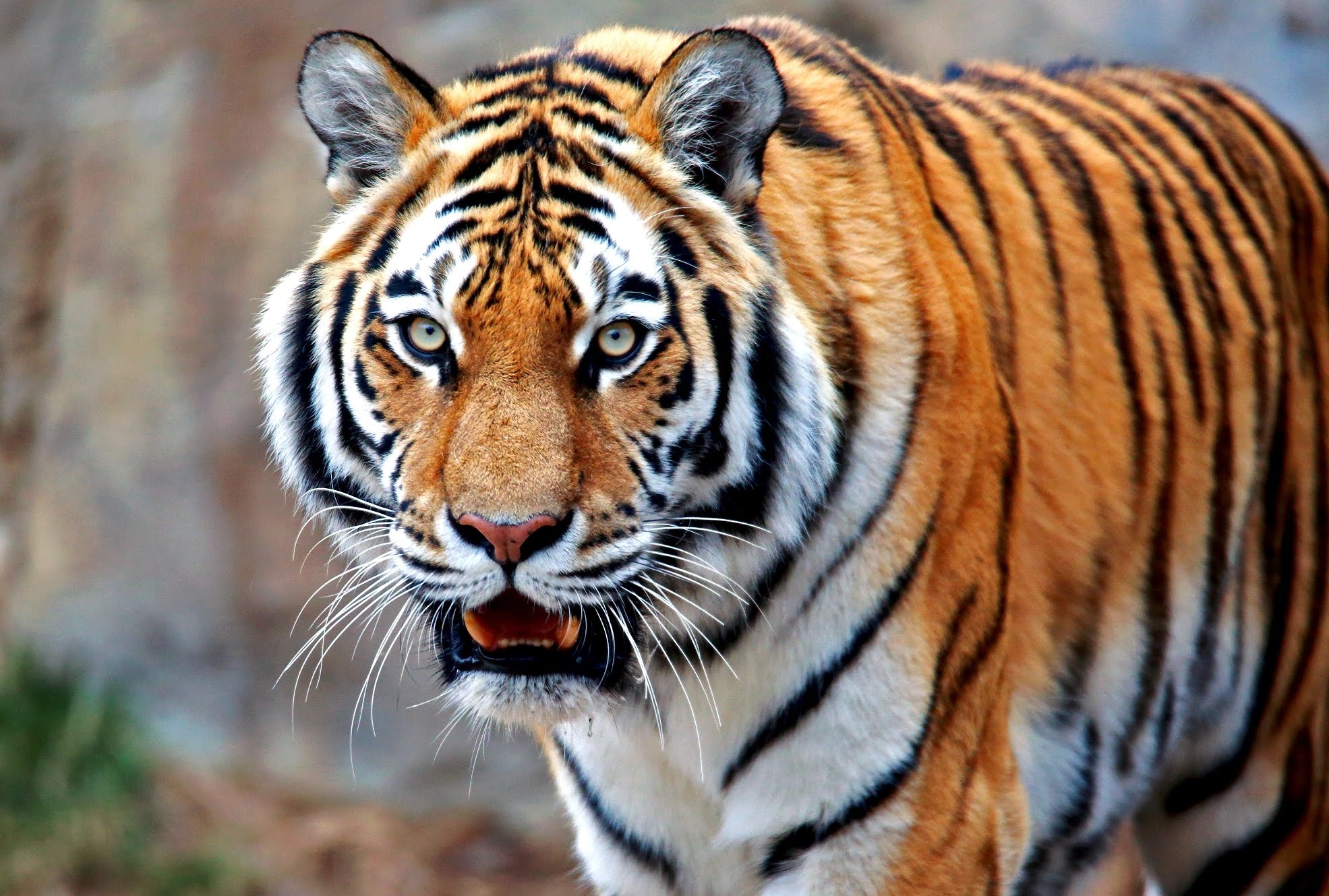 Это Россия: тигр загнал охотников на дерево (ВИДЕО) .