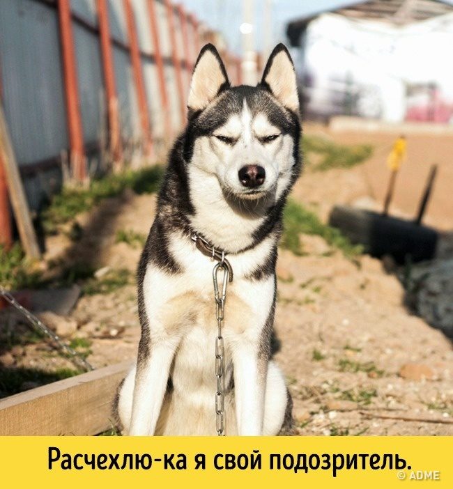 Животные, которые разучились скрывать свои эмоции