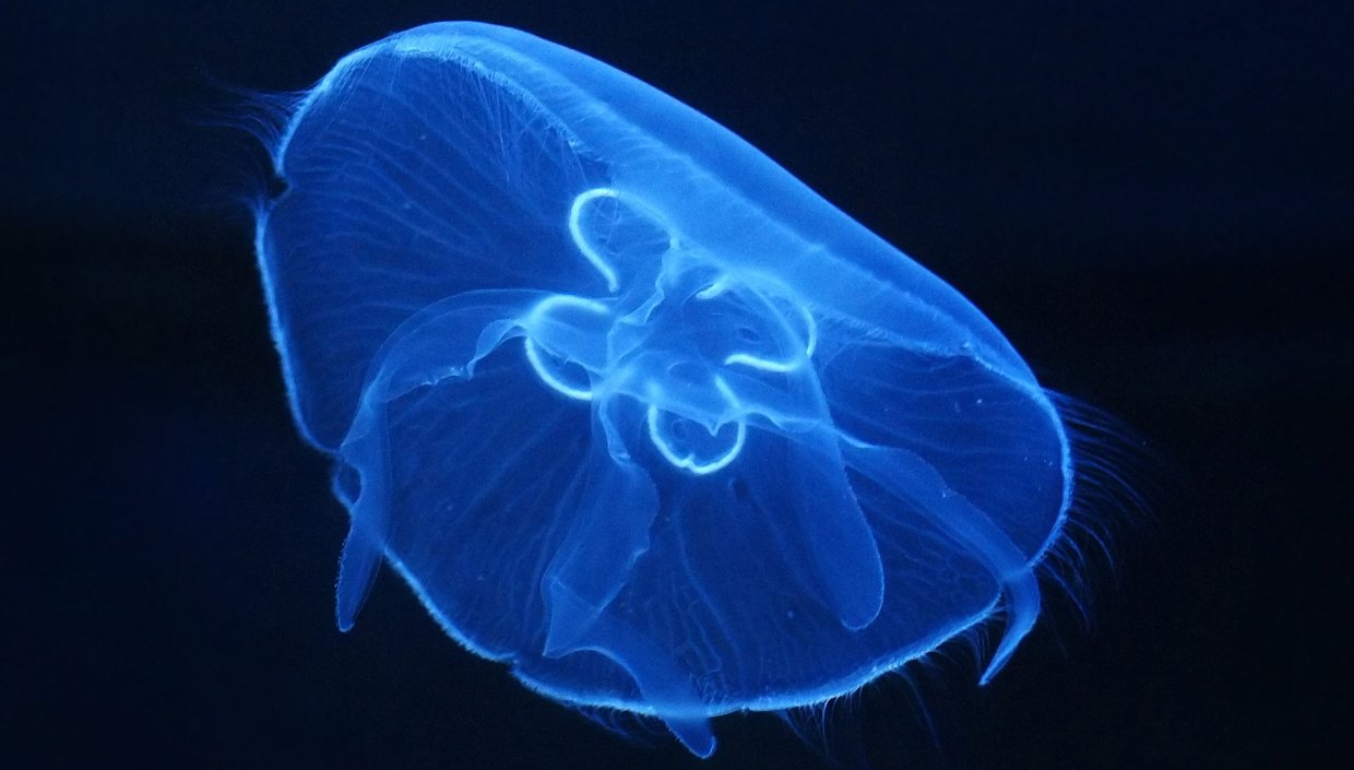 Ученые составили топ-10 самых опасных медуз