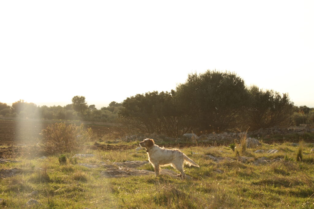 Незабываемая осень. Приключения на охоте