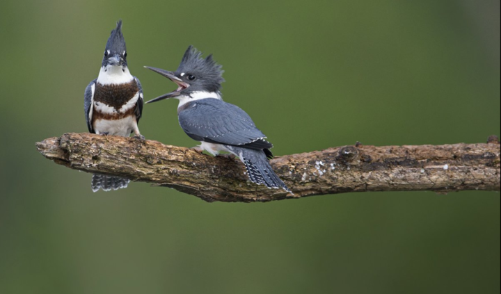 Смешные и дикие... Comedy Wildlife Photography Awards