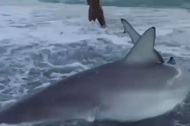 Девушка пришла на помощь акуле, которую выбросило на берег акула,Видео,Природа,Пространство,хищник