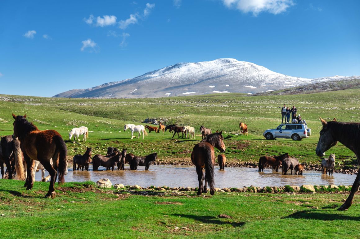 Дикие лошади в Ливно (Livno)