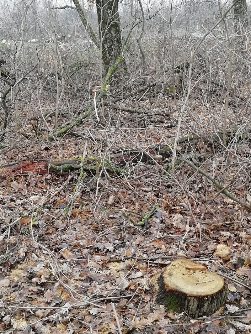 Про мусорный коллапс в Краснодаре Про мусорный коллапс в Краснодаре