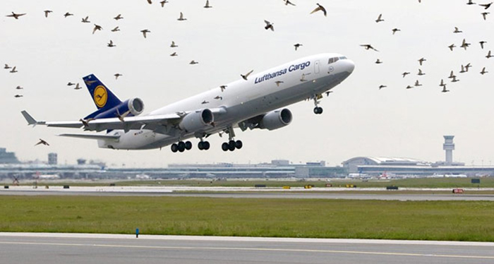 Птицы и авиация