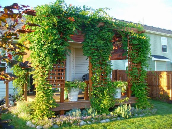 Вертикальное озеленение садовых участков: советы по креативному ландшафтному дизайну на даче