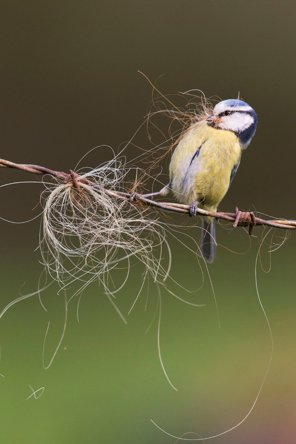 Призеры лондонского конкурса дикой природы Wildlife Photographer of the Year 2019