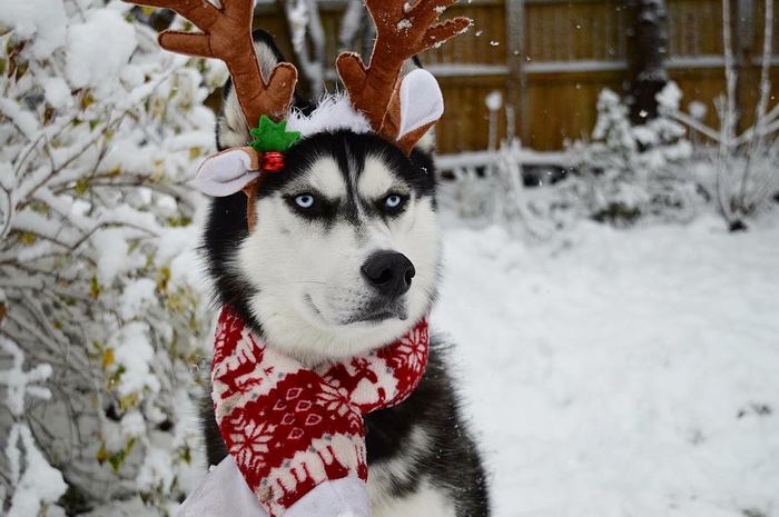 angry-husky-christmas-photoshoot-anuko-4