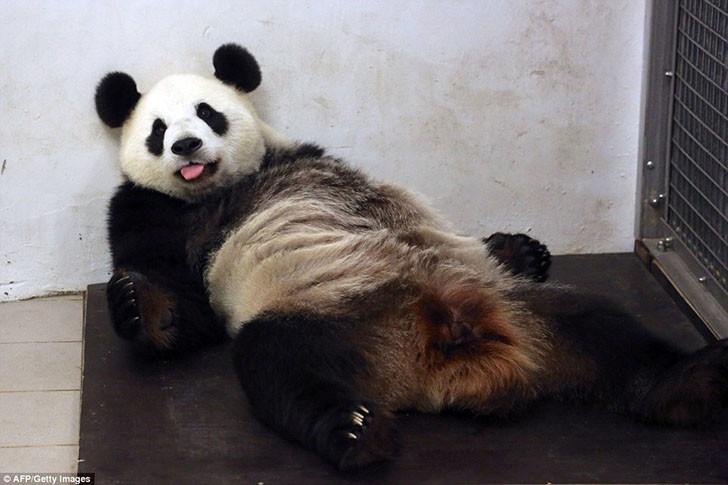 Панда Хао Хао родила крохотного детеныша в бельгийском зоопарке  (15 фото)