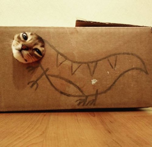 Праздничные фото-приколы и не только Праздничные фото-приколы и не только