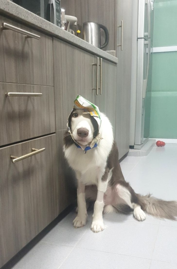 19 мохнатых прохвостов, которые и дня не могут прожить, чтобы не напакостить 