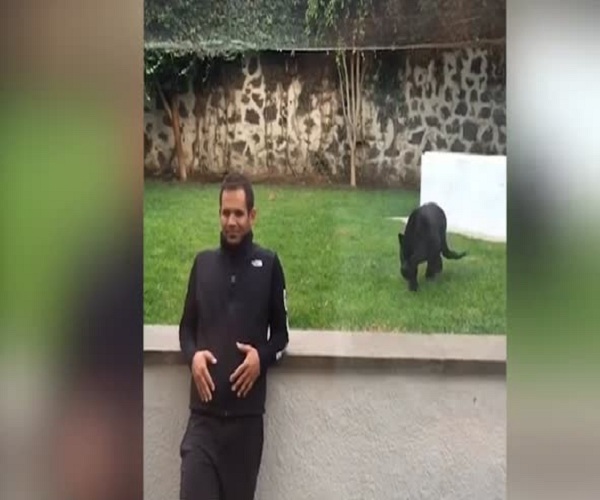 Крадущаяся пантера и беззащитный человек