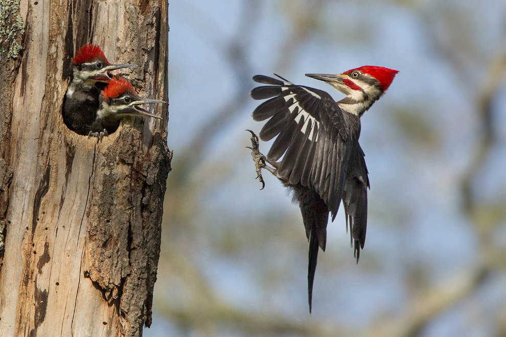 Победители птичьего 
конкурса Audubon 
Photography Awards 
2015