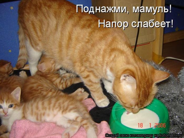 Днем рождения, картинки с надписями смешные кошки и котята и коты до слез