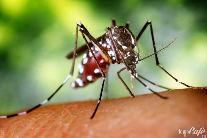 Самые опасные комары: Anopheles albimanus 