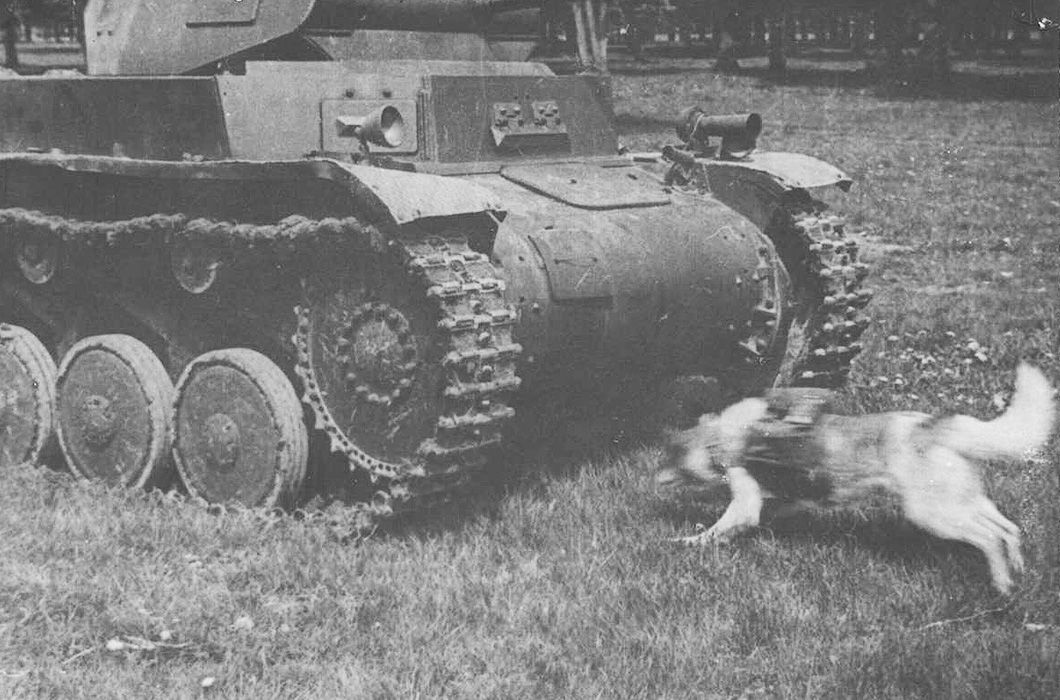 Фоторассказ о собаках – героях Великой Отечественной Войны
