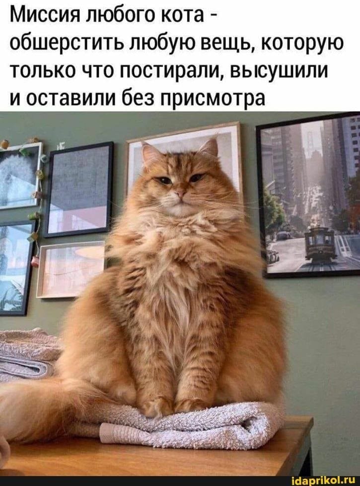 Возможно, это изображение (кот и текст «миссия любого кота- обшерстить любую вещь, которую только что постирали, высушили и оставили без присмотра idaprikol.ru»)