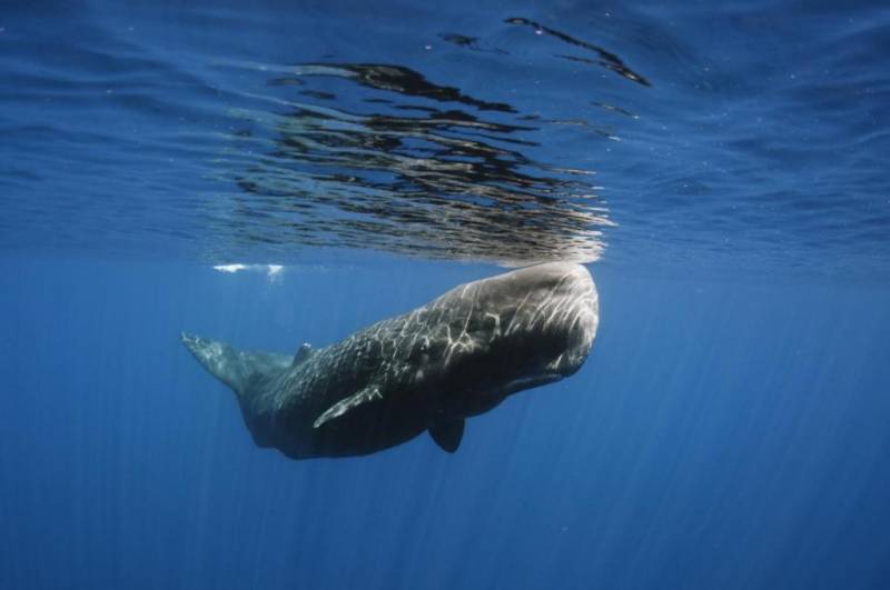 Что такое кашалот? Морское млекопитающее кашалот: описание, места обитания, образ жизни, питание