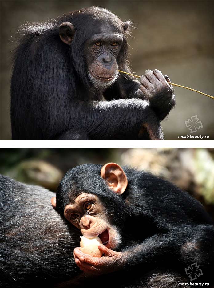Самые красивые виды обезьян: Шимпанзе. СС0