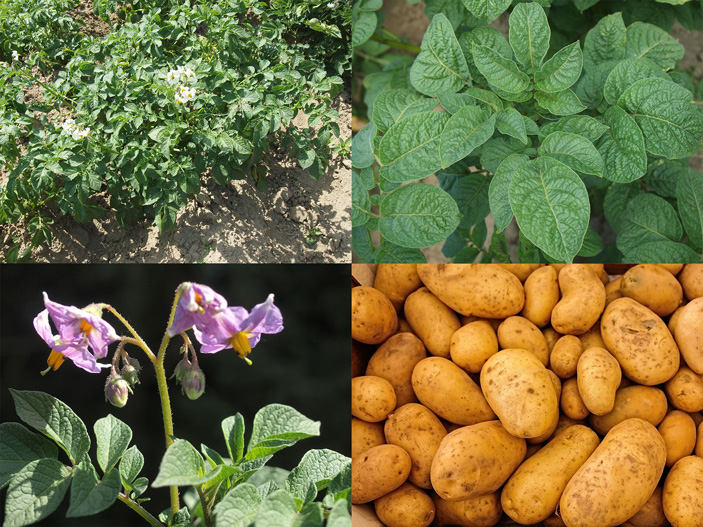 Рис. 1. Картофель (Solanum tuberosum)