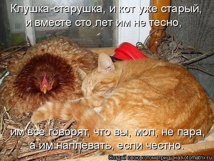 Лучшие котоматрицы недели (50 фото)