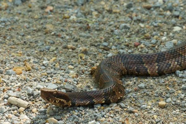 Чего боятся змеи и как избежать их укуса?