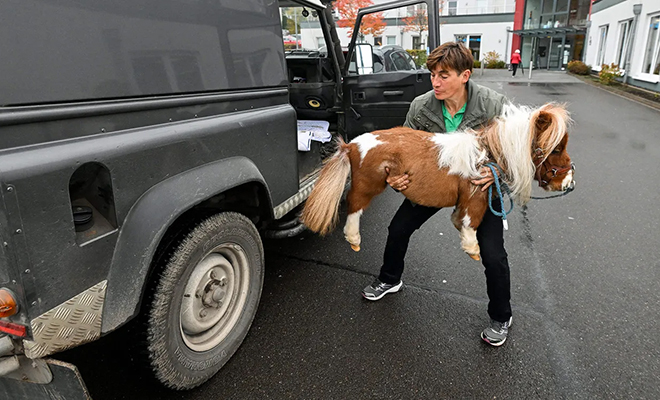 Как выглядит самая маленькая лошадь в мире: она размером с собаку п,Культура [1134516]
