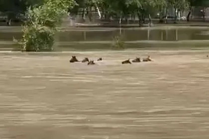 В Алтае тонущий табун лошадей попал на видео