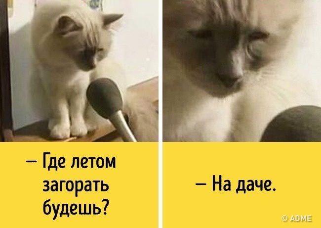 Животные, которые разучились скрывать свои эмоции