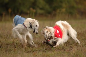 Курсинг — спорт для быстрых и проворных собак