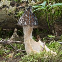 Сморчок полусвободный (Morchella semilibera)