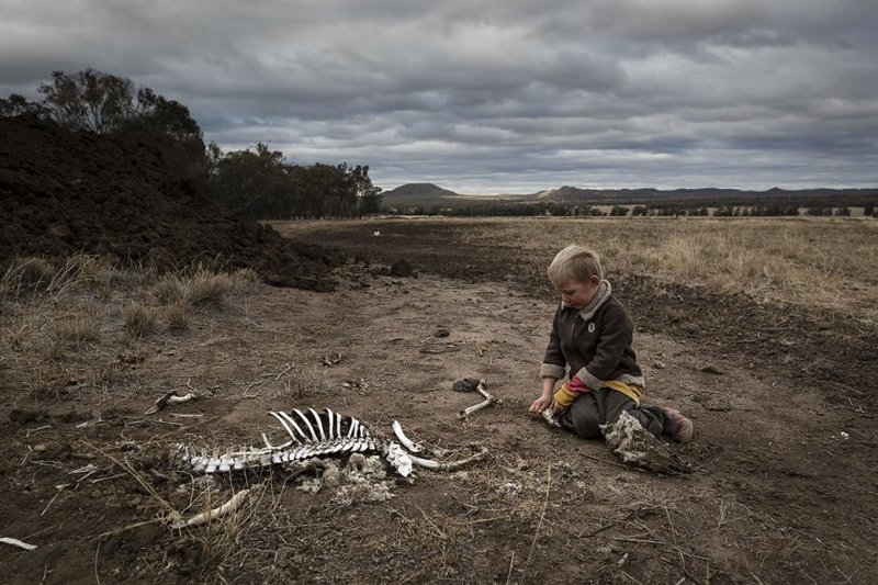 Эта фотография скелета кенгуру показывает жестокую реальность австралийской засухи ynews, австралия, в мире, жутко, засуха, кенгуру, новости, планета в опасности