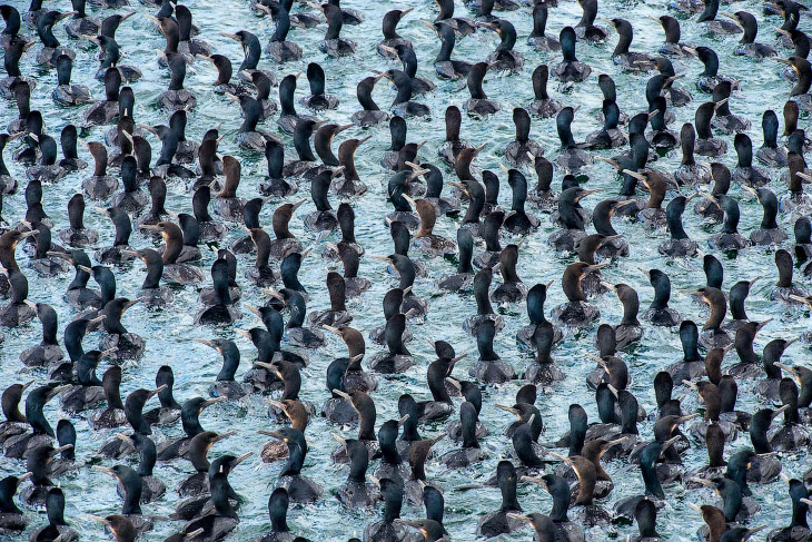 Победители птичьего 
конкурса Audubon 
Photography Awards 
2015